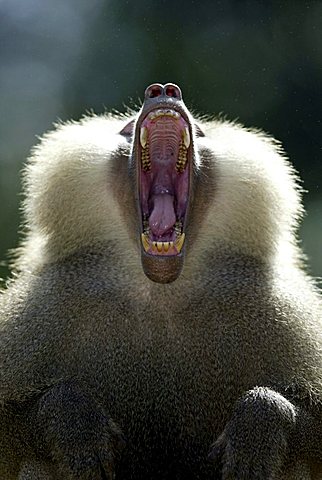 Hamadryas Baboon (Papio hamadryas), yawning adult male, portrait, native to Africa