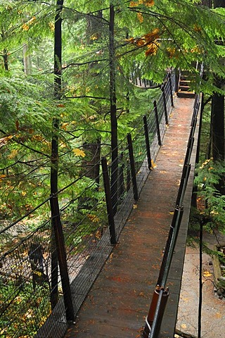 Treetops Adventure walkway at the Capilano Suspension Bridge, tourist attraction, Vancouver, British Columbia, Canada, North America