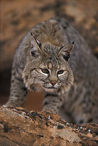 Bobcat (Lynx rufus), adult on a rock, portrait, Utah, USA, North America