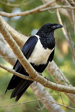 Pied Crow (Corvus albus), adult perched in a tree, Berenty Game Reserve, Madagascar, Africa