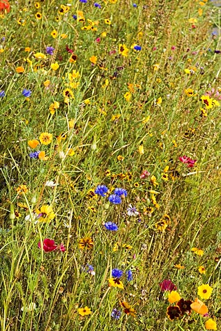 Meadow with wild flowers in Pont Aven, Bretagne, France, Europe