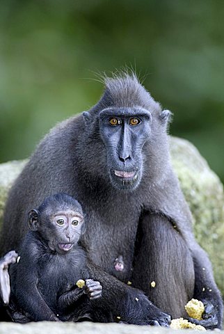 Celebes Crested Macaque or Crested Black Macaque (Macaca nigra), adult female feeding with an infant, native to Borneo, Celebes