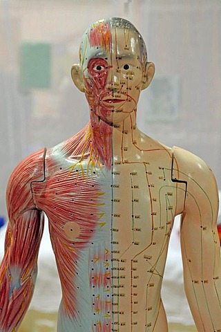 Acupunture points on model of human being