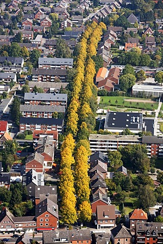 Bodelschwinghstrasse, avenue with autumn coloured trees, Muenster-Hiltrup, North Rhine-Westphalia, Germany, Europe