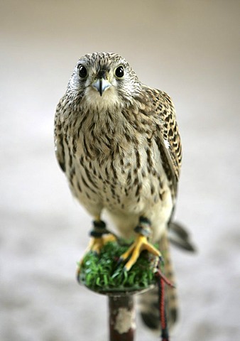 Hunting falcon in a specialist shop for falconry, Souq al Waqif market, the oldest Souq or bazaar in the country, Doha, Qatar