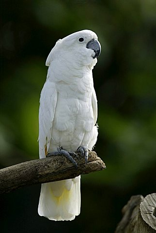 White cockatoo or umbrella cockatoo (Cacatua alba), adult bird, Indonesia