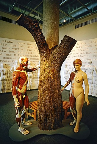 Anatomical male figure and naked female figure standing around a tree with an engraved heart, exhibit in the German Hygiene-Museum, Dresden, Saxony, Germany, Europe