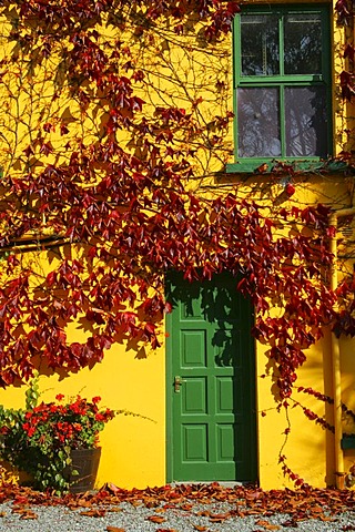 Bright yellow house wall covered in autumnal red leaves, green door and window, Glengarriff, Beara Peninsula, Cork, Ireland