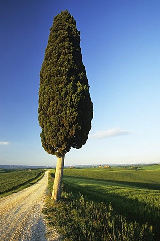 Cypress trees near Ville di Corsano, Tuscany, Italy, Europe