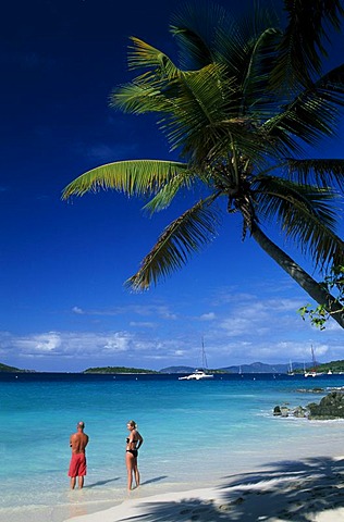 Palm trees on a beach, Solomon Bay, St. John Island, United States Virgin Islands, Caribbean