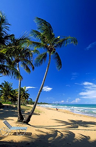 Beach with palm trees, Coco Beach near Rio Grande, Puerto Rico, Caribbean