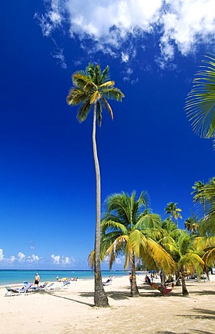 Palms on a beach, Luquillo Beach, Puerto Rico, Caribbean