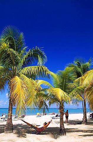 Palms on a beach, Luquillo Beach, Puerto Rico, Caribbean