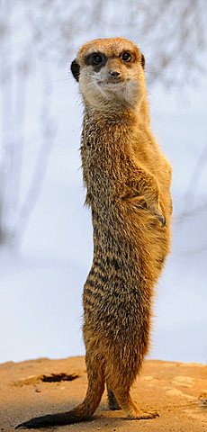 Meerkat (Suricata Suricatta)