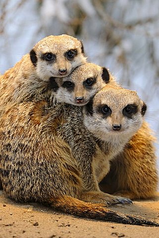 Meerkats (Suricata Suricatta)