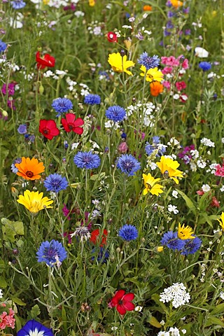 Colourful flower meadow with cornflowers and others, Germany