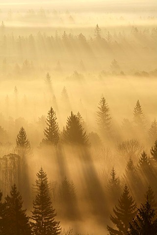 Conifer forest in morning fog, morning mood in the Pupplinger riparian forest near Wolfratshausen, Isar wetlands, Upper Bavaria, Germany, Europe