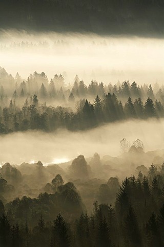 Conifer forest in morning fog, morning mood in the Pupplinger riparian forest near Wolfratshausen, Isar wetlands, Upper Bavaria, Germany, Europe