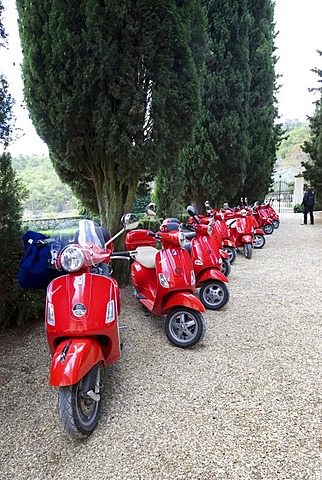 Red scooters on a cypress tree-lined path at the Verrazzano Vineyard, Chianti, Province of Florence, Firenze, Tuscany, Italy, Europe