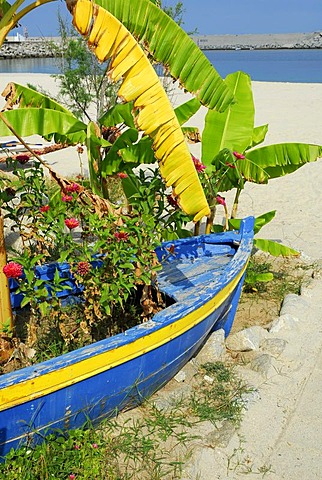 Banana plants growing over a fishing boat on a beach, Tropea, Vibo Valentia, Calabria, Tyrrhenian Sea, South Italy, Italy, Europe