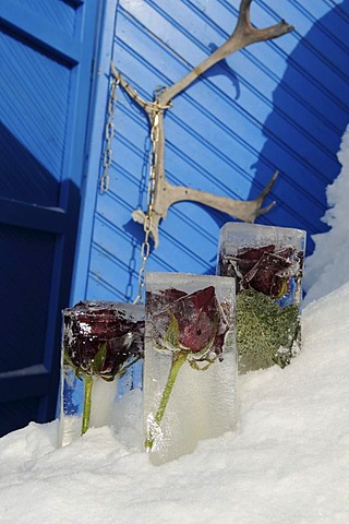 Entry doors to the igloo-hotel with caribou-antlers, Snow Hotel, Kirkenes, Finnmark, Lapland, Norway, Scandinavia, Europe