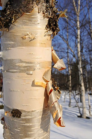 Birch bark, Lake Inari, Lapland, Finland, Europe