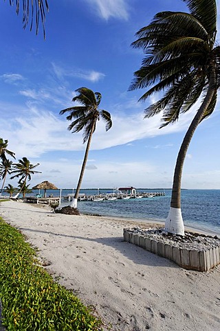 Beach with palm trees and a jetty, Turneffe Flats, Turneffe Atoll, Belize, Central America, Caribbean
