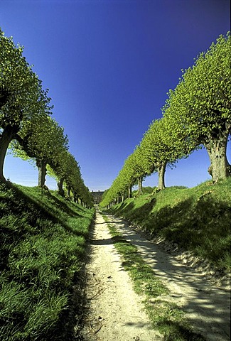 Alley of lime trees, Schloss Bothmer, Kluetzer Winkel, Mecklenburg-Western Pomerania, Germany, Europe