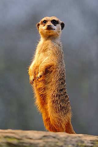 Meerkat (Suricata suricatta)