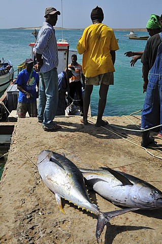 Fishermen unloading tunas, Sal Rei, Boa Vista Island, Republic of Cape Verde, Africa