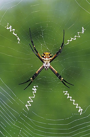 Silver Argiope (Argiope argentata), female in web, Willacy County, Rio Grande Valley, South Texas, USA