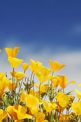 Mexican Gold Poppy (Eschscholzia californica mexicana), blooming, Tonto National Forest, Bartlett Lake, Arizona, USA