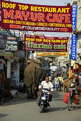 Colorful banners over an elephant, moped and people in a street in Udaipur, Rajasthan, India, Asia