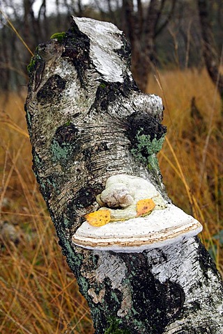 Hoof Fungus (Fomes fomentarius) on the rotting tree trunk of a White Birch (Betula pubescens) on the marsh, mushrooms on dead wood