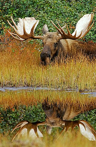 moose (Alces alces) lying at a pond, with reflection in the water, Denali N.P., Alaska, America