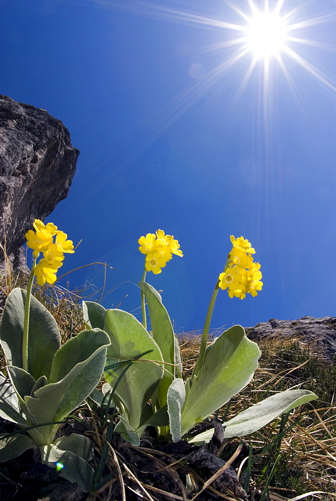 Bear's Ear Primroses (Primula auricula L.), Kalk Alps National Park, Upper Austria, Austria, Europe