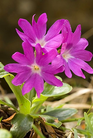 Primula (Primula clusiana), Kalkalpen National Park, Upper Austria, Austria, Europe