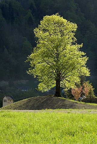 Lime or Linden Tree (Tilia), Reichraming, Upper Austria, Austria, Europe