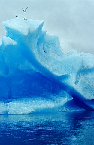 Seagulls perched on an iceberg, Kenai Fjords National Park, Alaska, USA