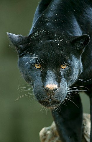 Jaguar (Panthera onca)