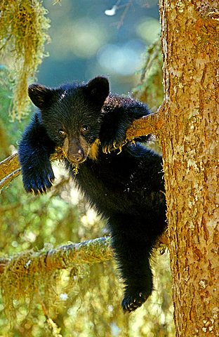 Young American Black Bear (Ursus americanus), cub, on a tree, Tongass National Forest, southeast Alaska, USA