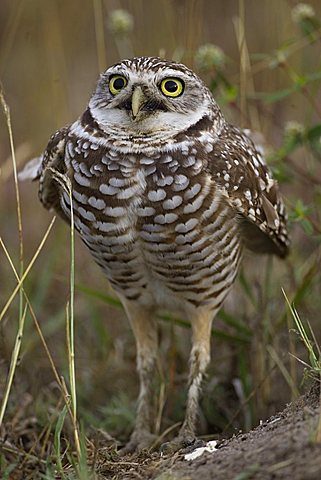 Athene cunicularia Burrowing Owl