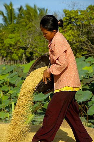 Khmer woman pours rice near Kompong Thom Cambodia