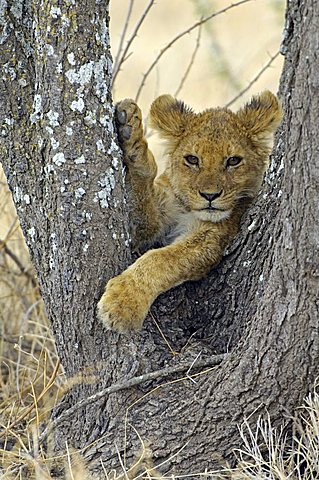 A lion cub (Panthera leo) relaxes in a tree fork, Ndutu, Ngorongoro, Tanzania, Africa