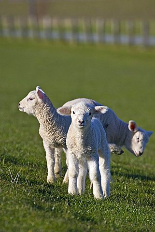 Three lambs (Ovis aries) on a North Sea dike, Dithmarschen, Schleswig-Holstein, Germany