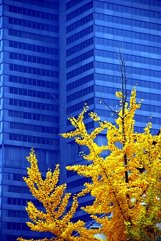 DEU, Germany Selmi skyscraper of the Volksbanken group in blue, in front a ginko tree with autumnal foliage