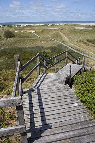 Wooden walkway through a heath landscape, North Sea, Amrum Island, Schleswig-Holstein, Germany, Europe