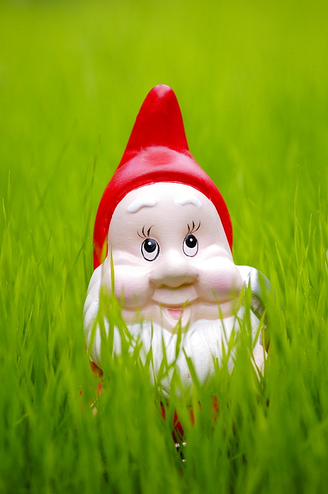 Garden gnome on lawn