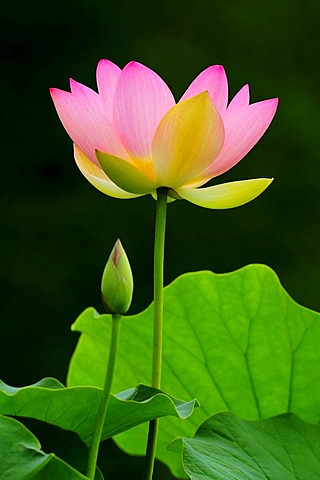 Pink Lotus (Nelumbo) flower with a bud