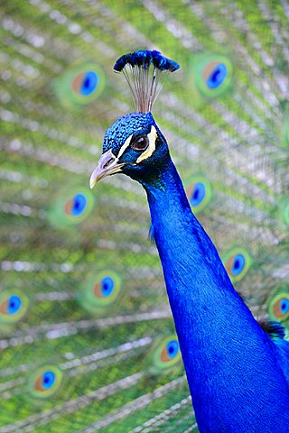 Indian Peafowl or Blue Peacock (Pavo cristatus)